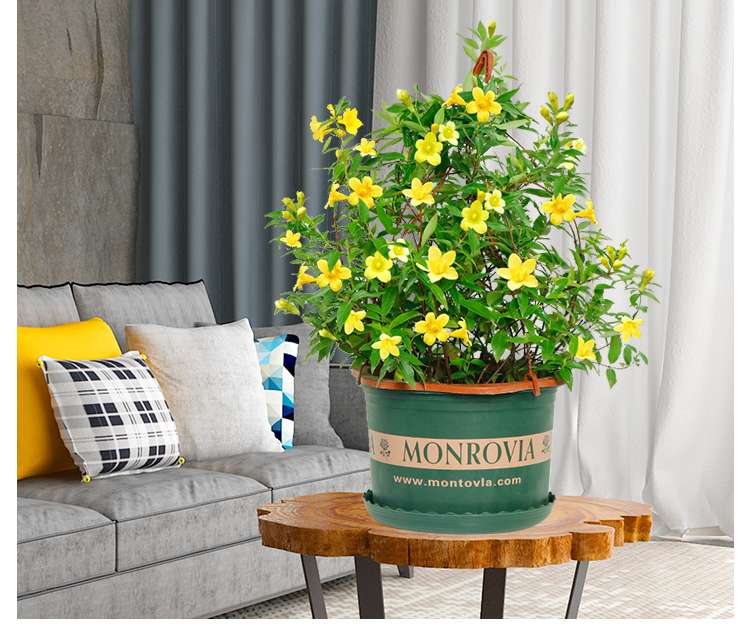 法国香水盆栽爬藤茉莉花室内庭院好养花卉办公室绿植法国香水中盆加仑