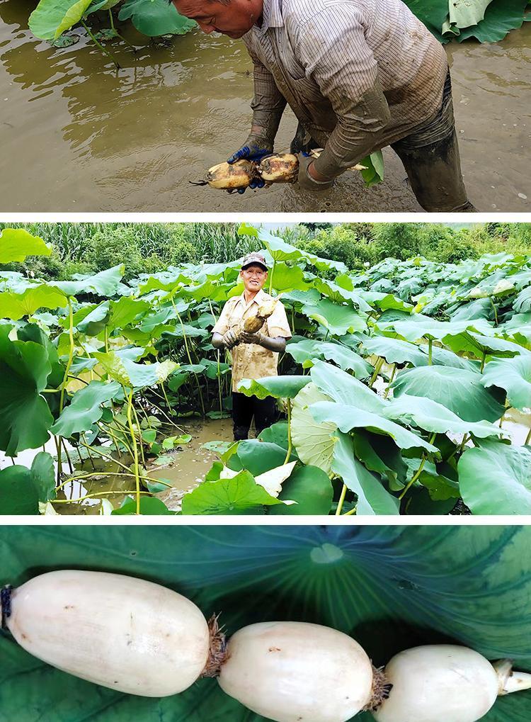 洪湖特产莲藕新鲜嫩莲藕新花藕脆藕脆嫩清甜带泥基地现挖莲菜新藕 2斤