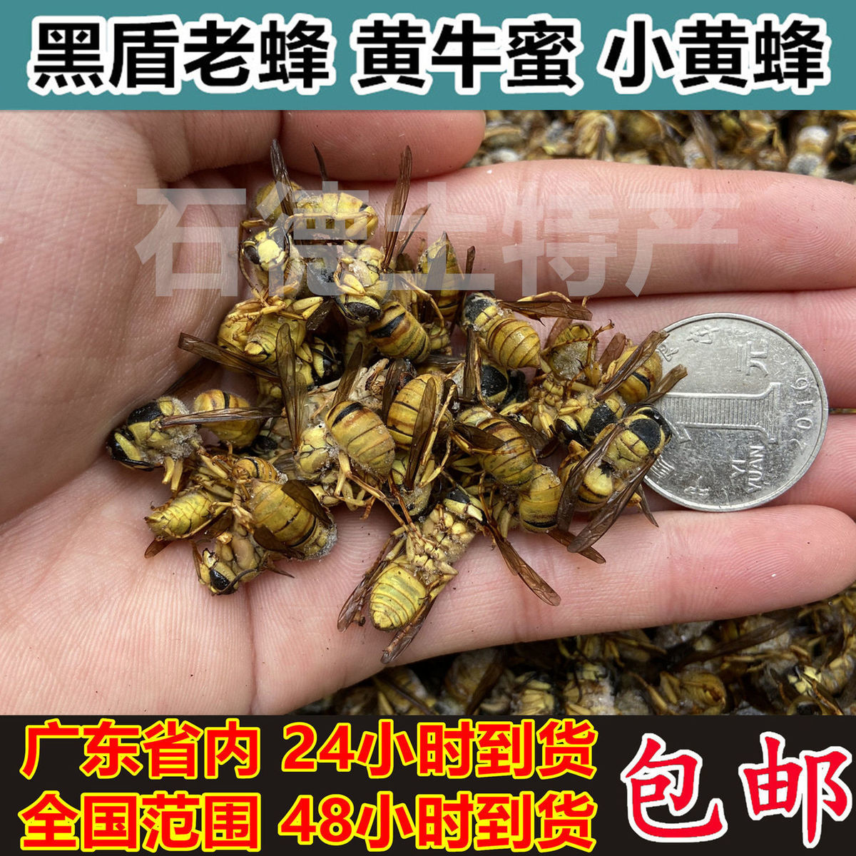 1斤速凍葫蘆蜂老蜂小樹蜂胡蜂黑盾煲仔蜂泡蜂酒用黃牛蜜蜂蛹1000克2斤