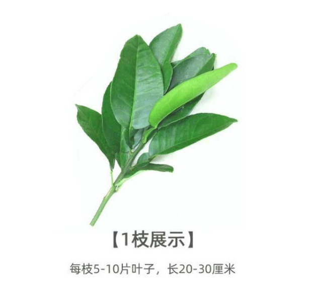 新鲜柚子叶祈福开运去晦气碌柚叶带枝沙田柚叶50片柚子叶发顺丰
