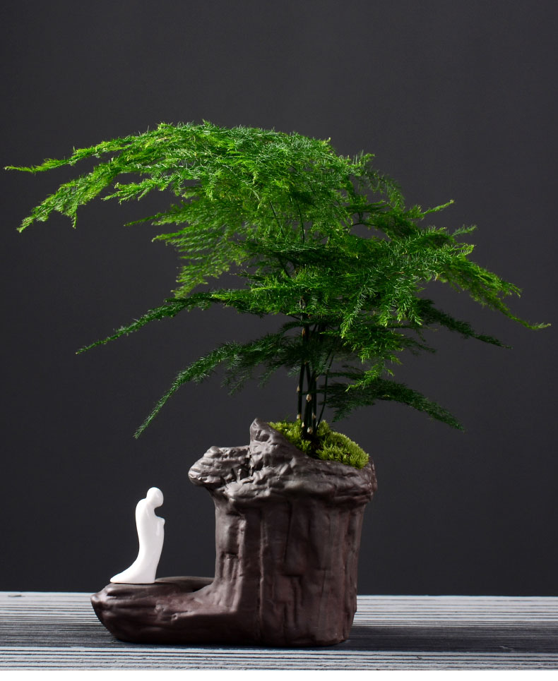 微景观小盆景花卉植物室内客厅桌面摆件紫砂丛山环绕盆景文竹带盆栽好