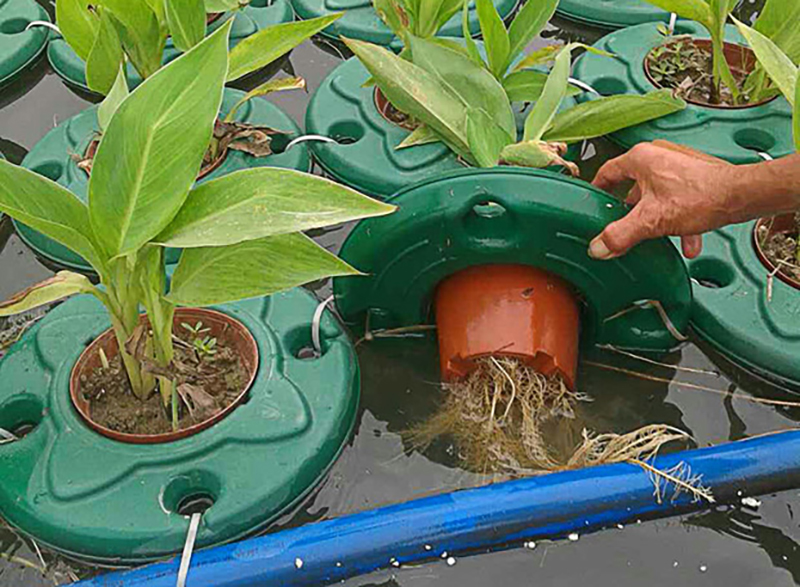 人工生态浮岛水上河道绿化种植生态浮床水面植物水稻蔬菜种菜浮板配