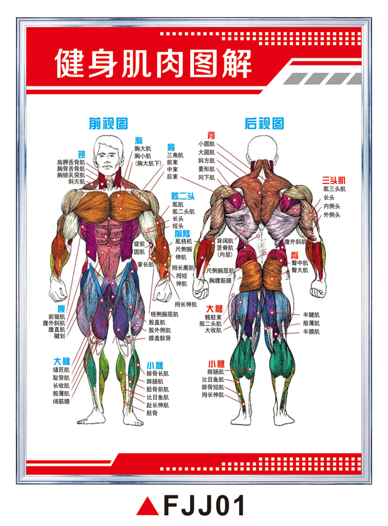 梦倾城健身房肌肉训练图解挂图器械操作步骤杠铃前平举耸肩提杠铃颈后