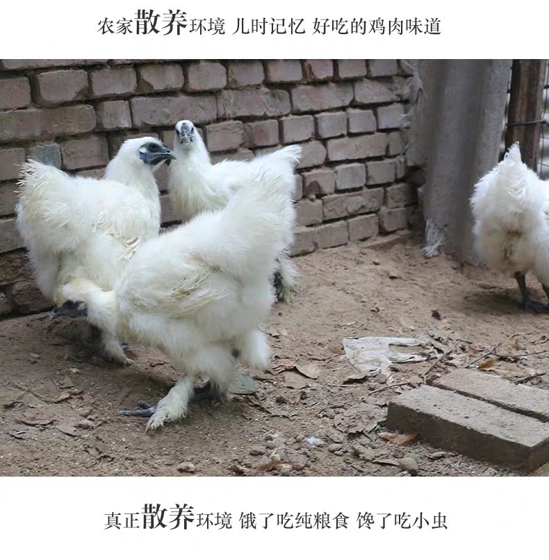 散養烏雞白鳳烏骨雞農家散養黑雞現殺白毛烏雞精品烏雞兩隻宰殺後約4