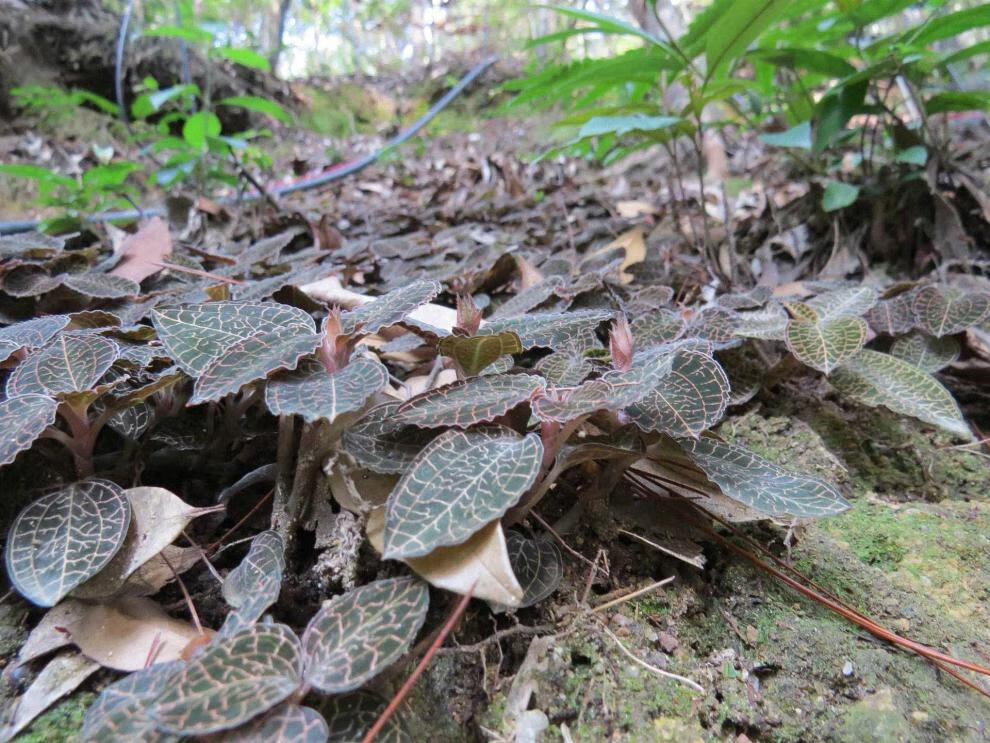 qcdd福建金线莲种子苗盆栽种植银线莲小苗盆栽有药材金线莲种籽 银线