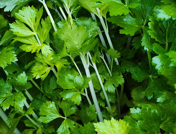 四川白芹菜5斤老品种现挖香芹菜细芹菜水芹菜香芹新鲜蔬菜 1000g