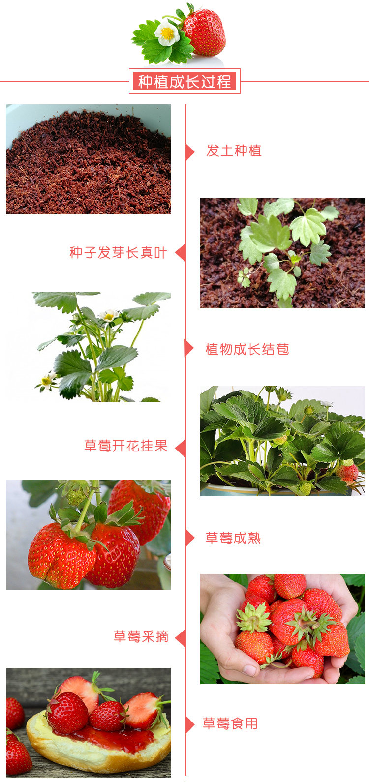 牛奶草莓种子种籽子奶油草莓种孑四季种植阳台专用食用水果蔬菜仔奶油