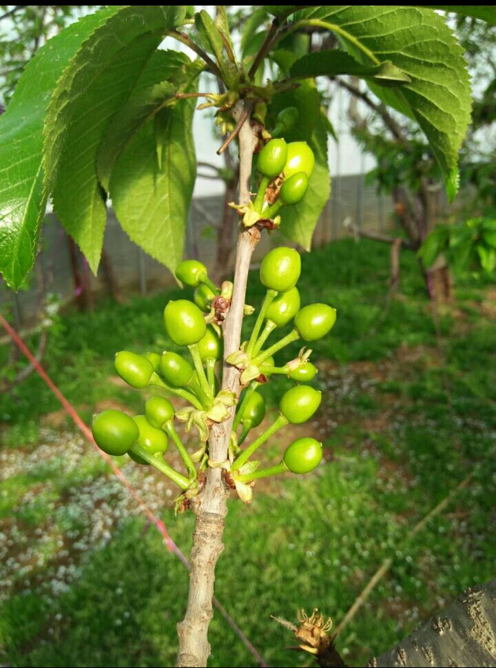 果树专用坐果膨大素苹果柑橘桃树梨子樱桃授粉坐果灵保花保果膨大