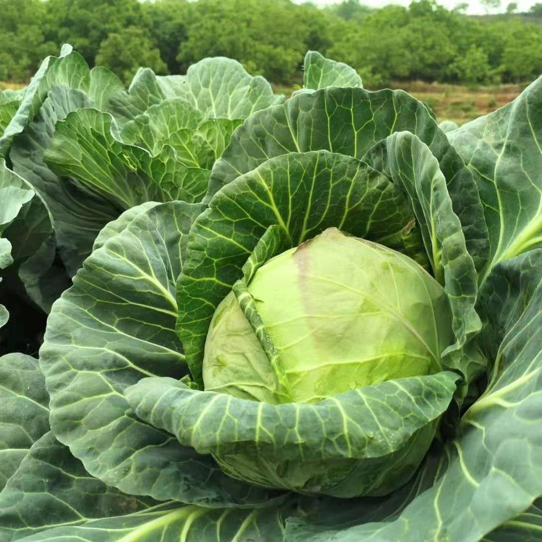 农家甘蓝卷心菜包心菜莲花白批发蔬菜圆白菜现摘现发应季蔬菜 21年现