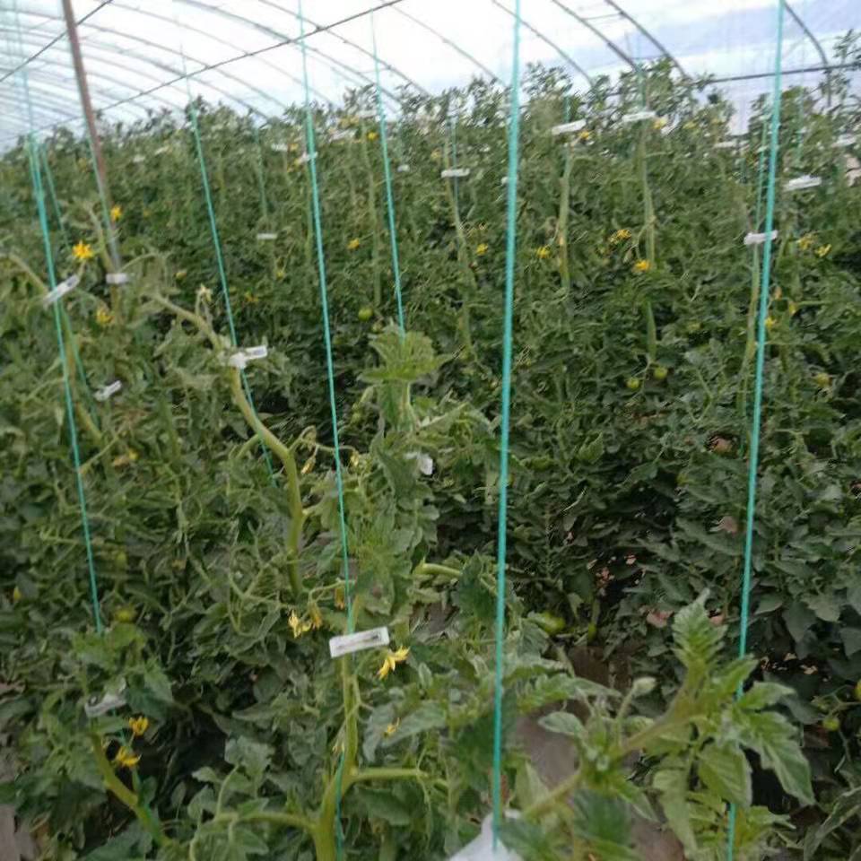 吊秧绳农用线绳西红柿黄瓜吊蔓绳塑料耐磨防晒尼龙绳拉枝绳聚乙烯 12