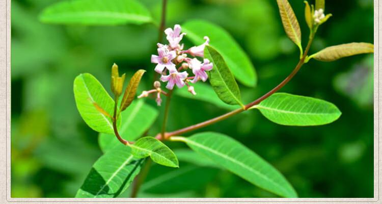 有仁堂 新疆 罗布麻叶 萝卜麻茶罗麻布材500g年货【图片 价格 品牌