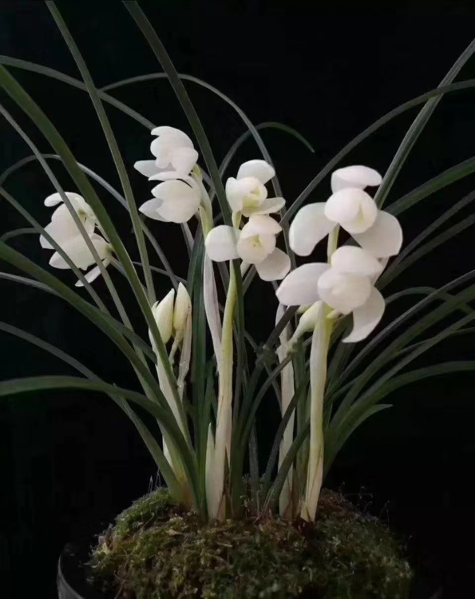 云南名品浓香兰花苗 莲瓣兰 大雪素 兰花盆栽阳台花卉绿植【京闪配送