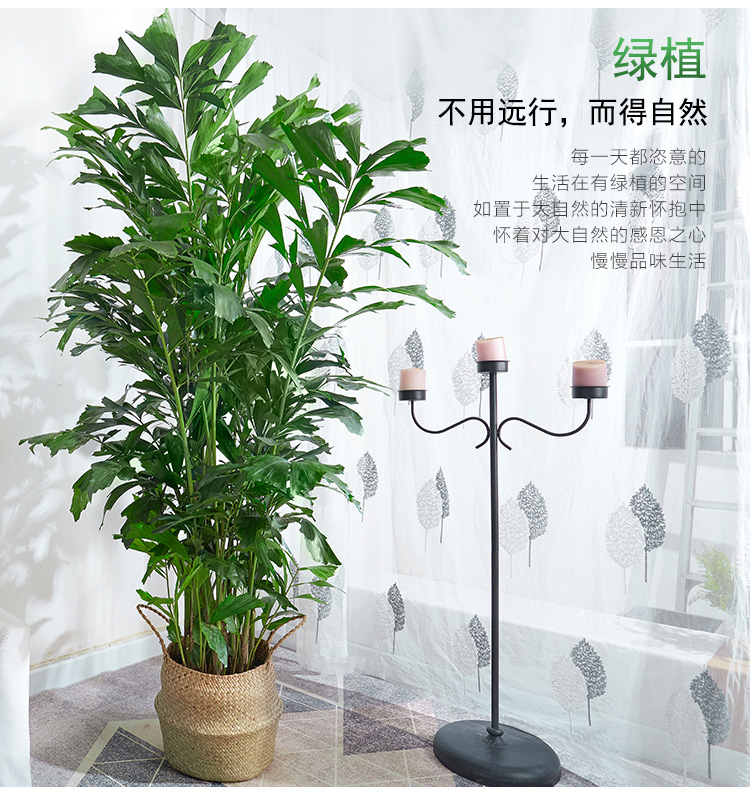 送货到家鱼尾葵盆栽大型室内好养招财树绿植办公室公司走廊客厅卧室四