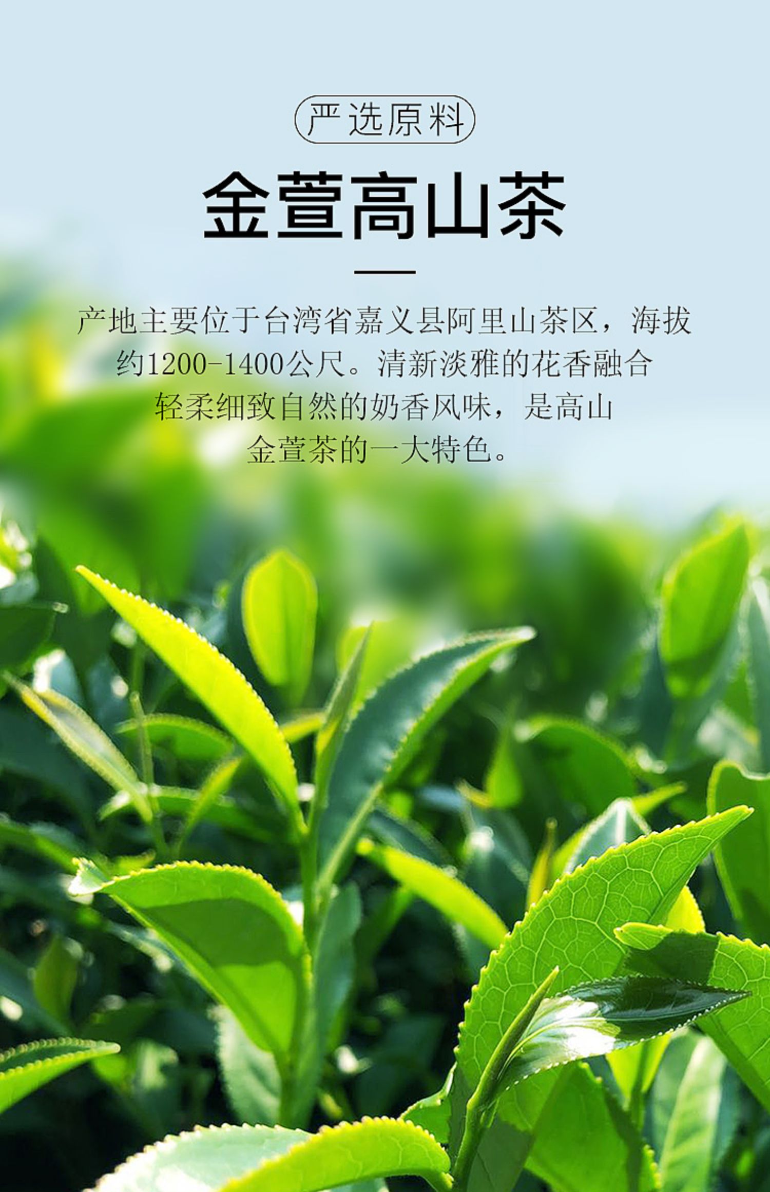 茶阿里山奶香乌龙金萱300克清香高山茶玉膳房清香高山金萱茶奶香300g