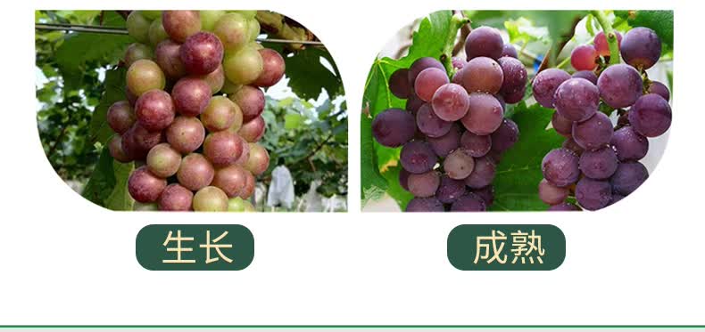 阳光玫瑰种植全过程图片