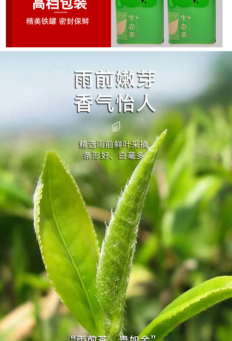 信陽原產高山綠茶毛尖嫩芽2021新茶純手工散裝濃香型雨前茶葉250g