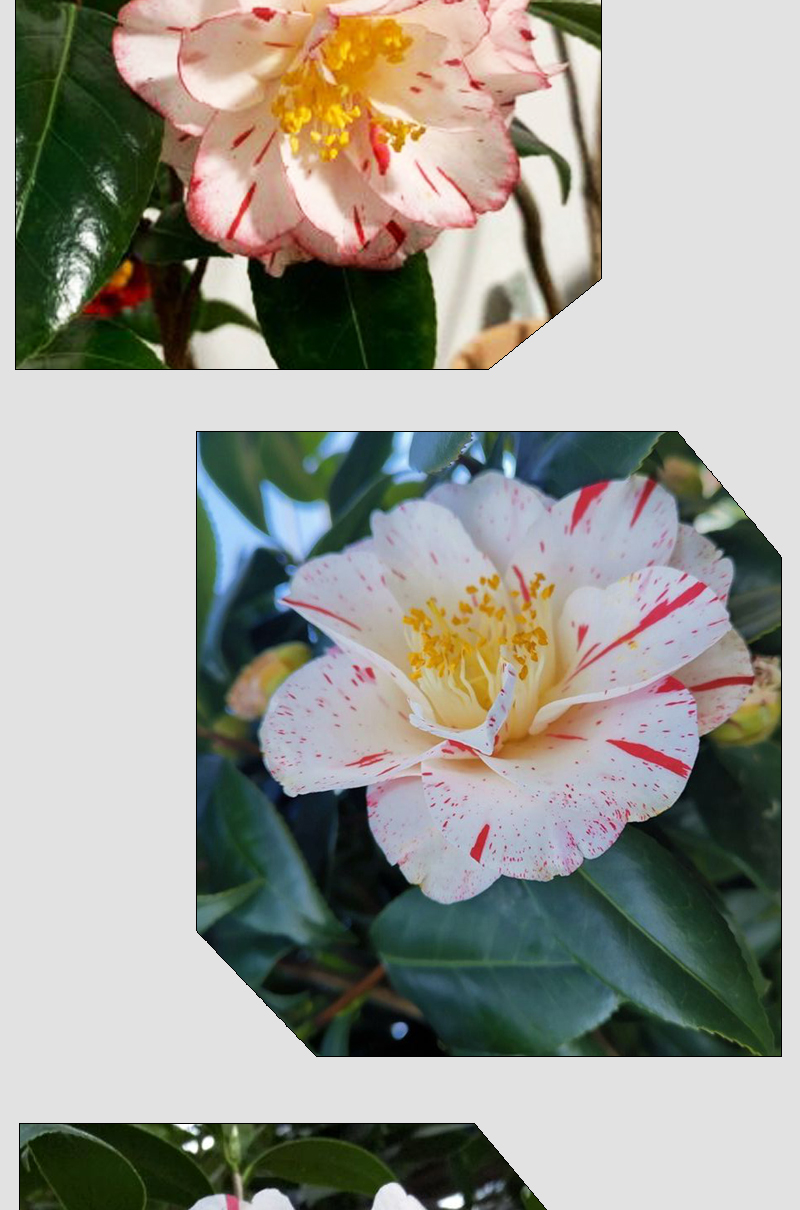 雅子茶花稀有名贵品种复色白底带红条花卉盆栽树苗室内外好养植物苗