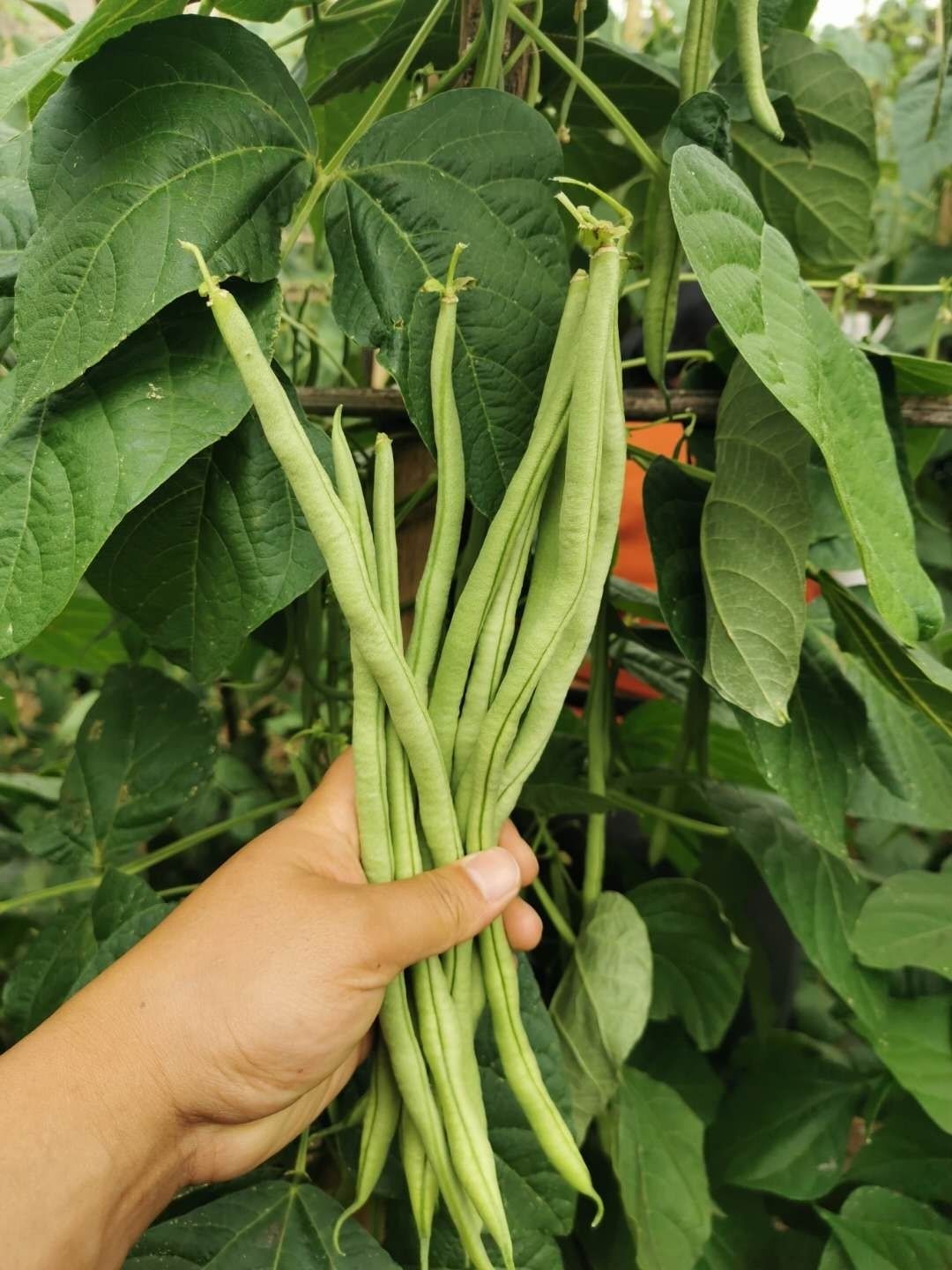 新鲜四季豆云豆豆角无筋豆豆王白豆无公害豆子现摘现发绿色食品3斤