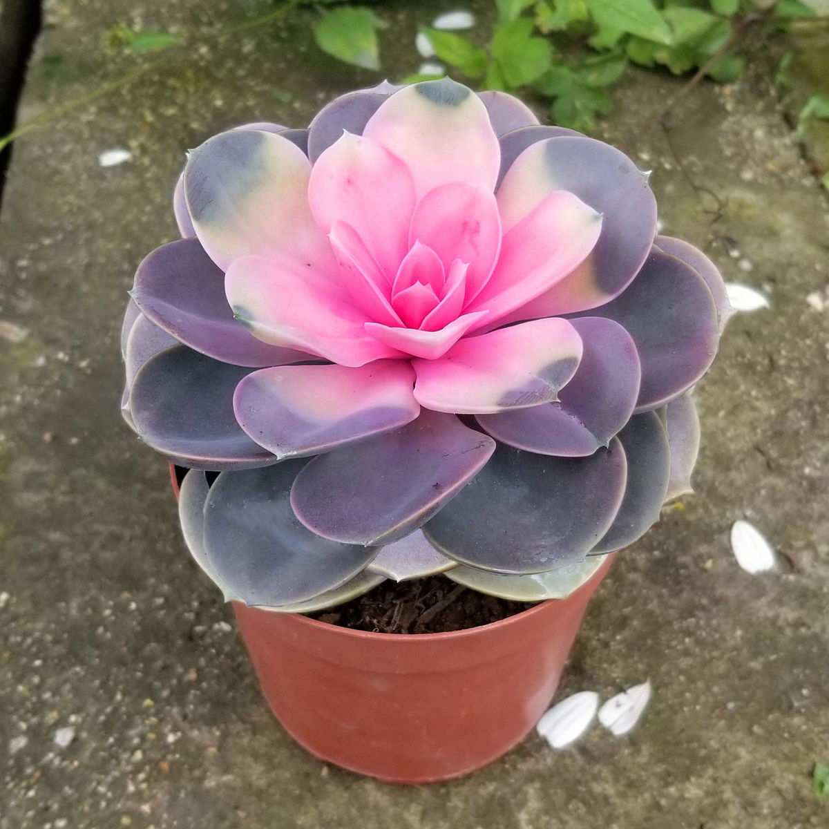 彩心莲多肉植物盆栽多肉批发花卉室内绿植花好养易活大颗大植物 彩