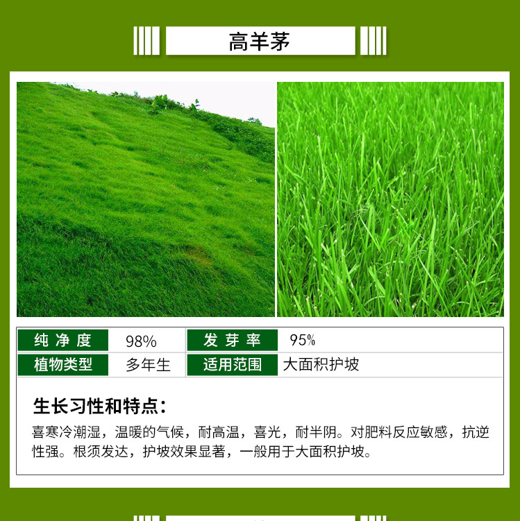 进口种子美国四季青草籽高羊茅草种护坡草籽黑麦草耐寒耐旱耐践踏耐热