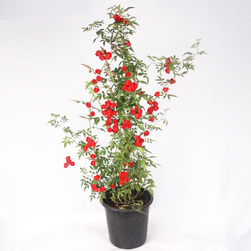 红木香花苗黄木香白木香甜蜜木香花庭院阳台爬藤植物盆栽地栽月季蔷薇