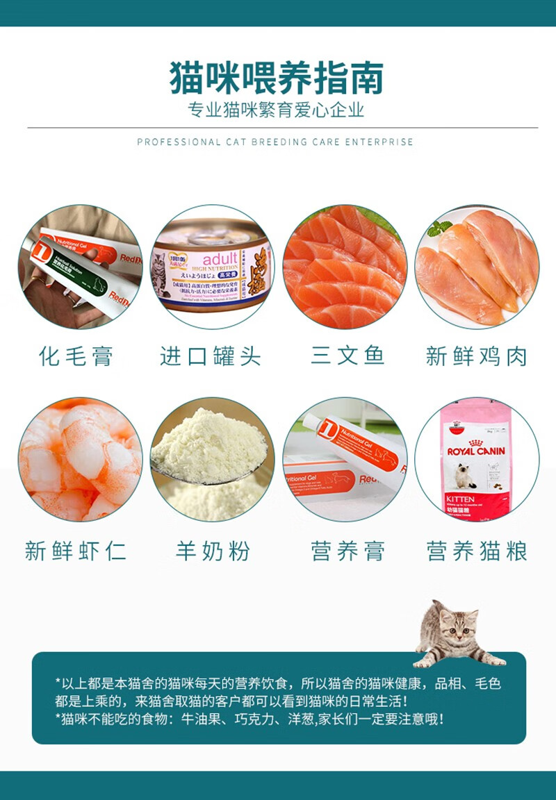 蓝猫活体英短蓝猫英短猫英短蓝白宠物猫幼崽猫咪活体银渐层英国短毛猫