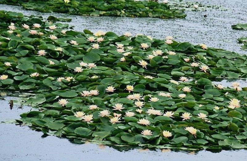 漢檸睡蓮花淨化水源池塘大缸養殖水生水中植物睡蓮根莖種根塊水養花卉