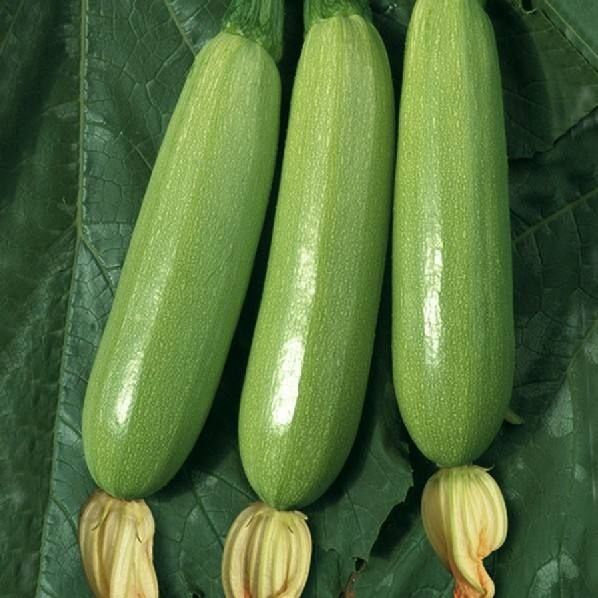新鲜西葫芦特价蔬菜当季农家种植老皮小西葫芦批发嫩茭瓜笋瓜孕妇 3斤