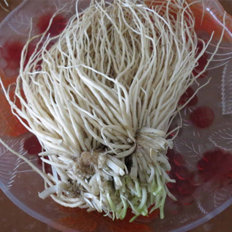 麻辣苤菜根云南普洱农家腌酸辣甜味撇菜韭菜根腌菜皮菜根下饭泡菜微