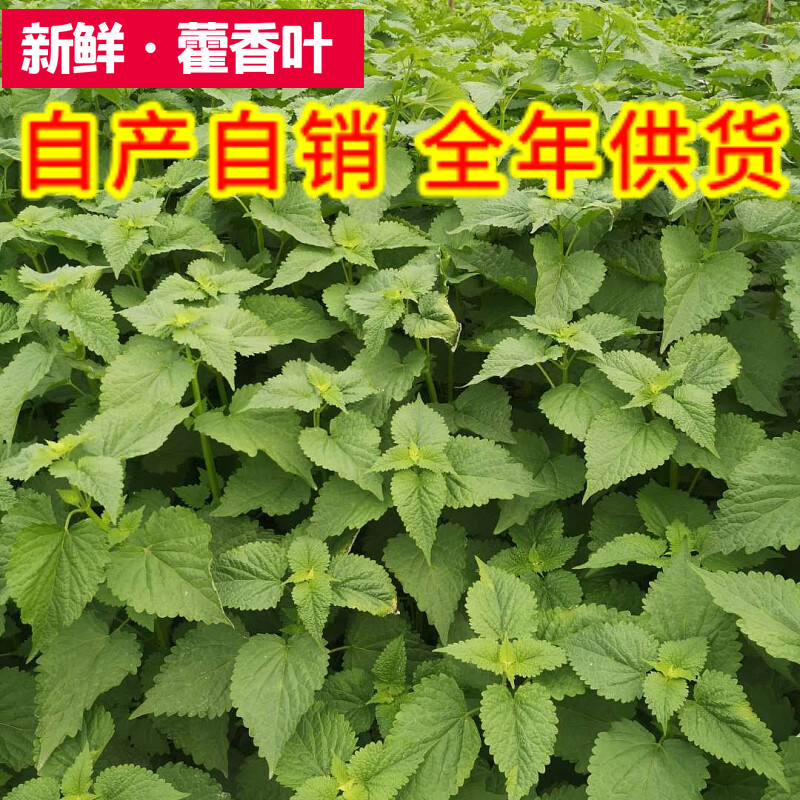 四川新鮮藿香葉芭蒿大茴香魚香葉非薄荷 純葉子1斤【順豐快遞】【圖片