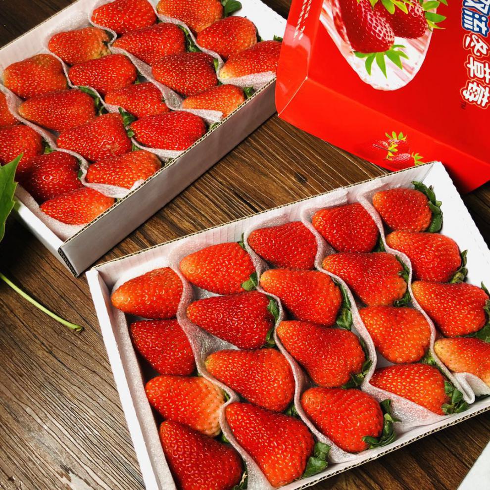 四季草莓新鲜双流草莓烘焙蛋糕奶茶装饰批发草莓4盒装现货 1300g 24颗