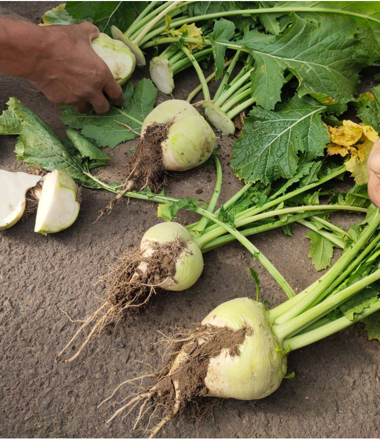 博卉光头芥菜种子特大辣疙瘩种籽芥菜种籽四川辣菜四季蔬菜孑子大头菜