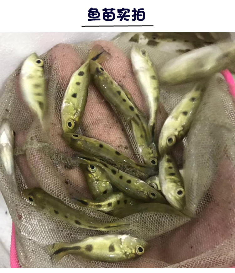 黄金巴西亚皇冠三间金老虎鱼苗活体大型热带鱼观赏鱼龙鱼配鱼 黄金