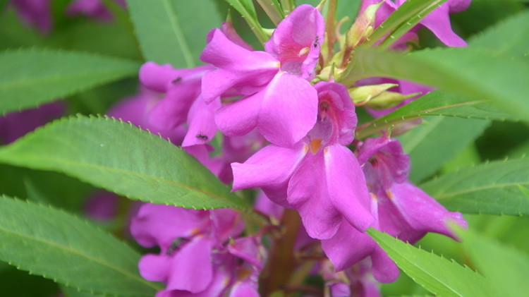 茶花鳳仙花種子 中國指甲花籽陽臺庭院種植庭院盆栽易種 中國鳳仙混色