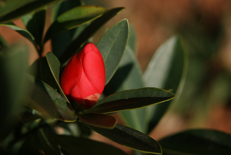 四季杜鹃红山茶山茶花盆栽花卉植物室内花带花苞庭院树苗名贵花苗苗
