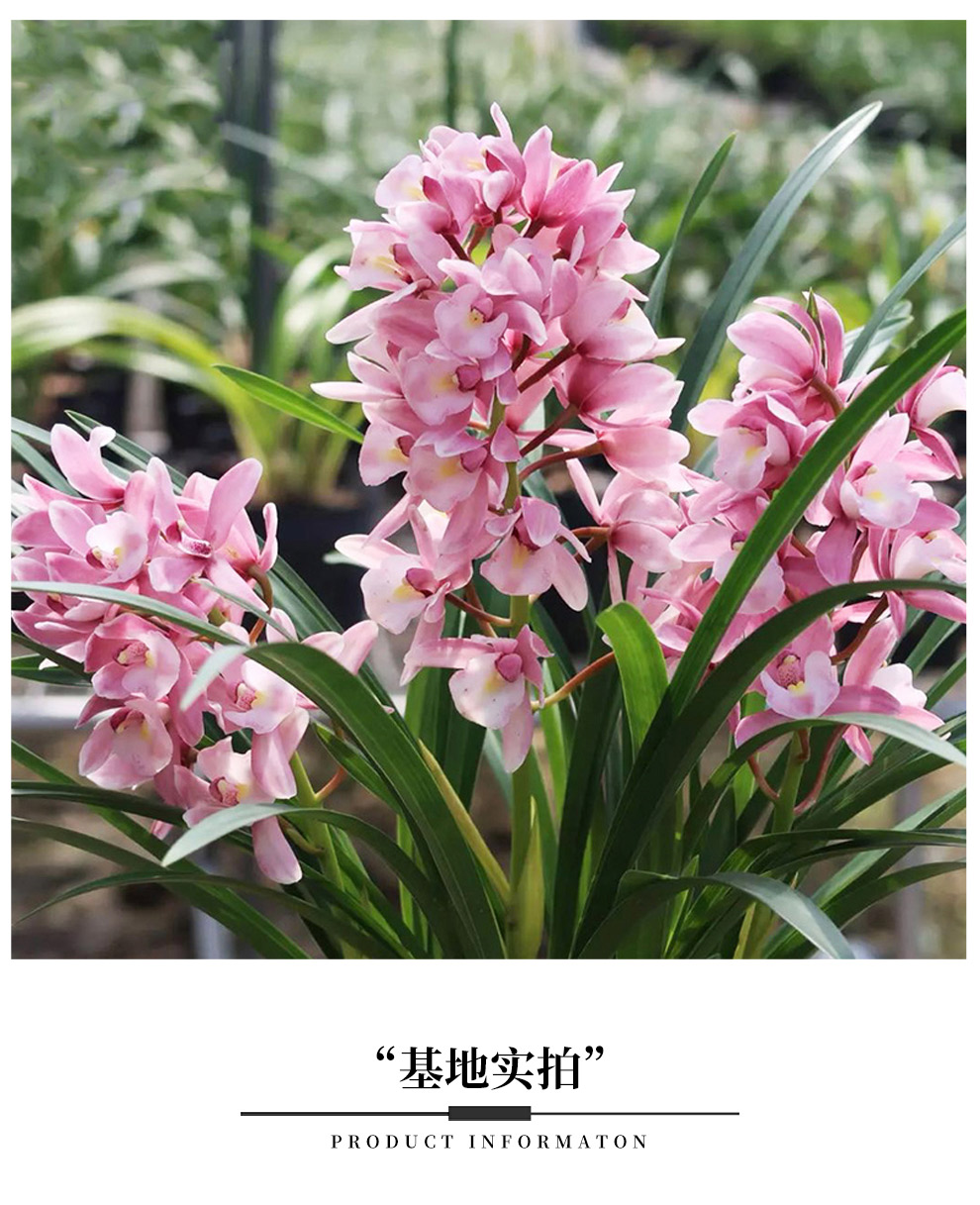 乐乐兰业 建兰香妃 满屋飘香四季常青兰花苗盆栽室内外花卉绿植物好养