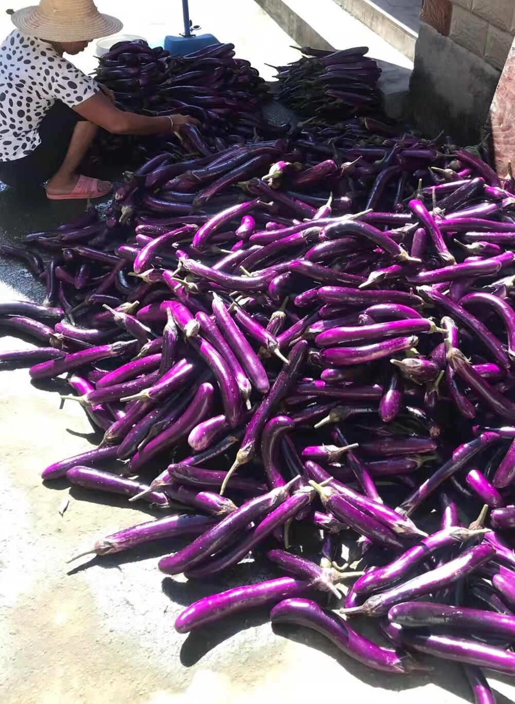 江西贵溪鹰潭特产农家味茄子干传统手工乡下土产品茄子干一斤【图片