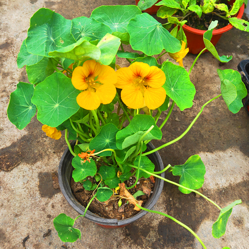 园艺香水旱金莲旱莲花盆栽带花大苗垂吊爬藤植物阳台花园开花黄色