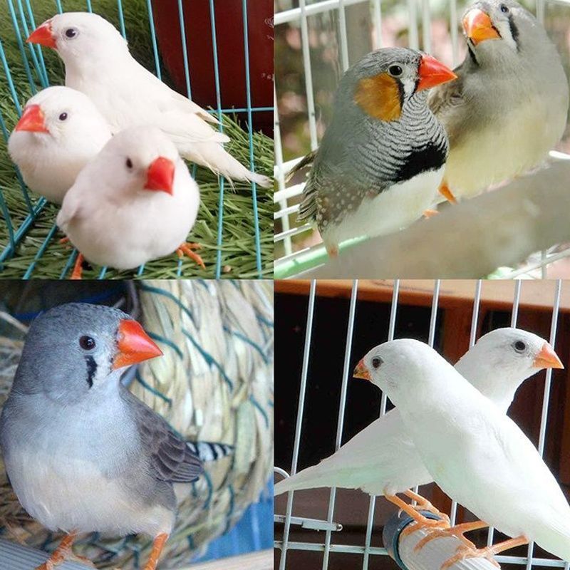 觀賞鳥幼灰珍珠鳥寵物鳥手玩鳥活體一對繁殖珍珠鳥活體灰白腰文鳥 一