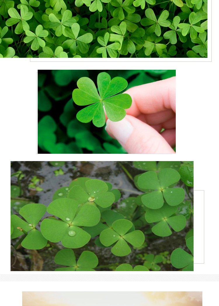 种子幸运草四季常青易种活园林绿化庭院护坡草坪种籽三叶草白花1斤
