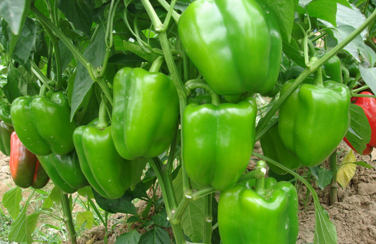 甜椒种籽大四季播特大灯笼甜椒王种子大棚超大菜椒青椒太空椒种苗科甜