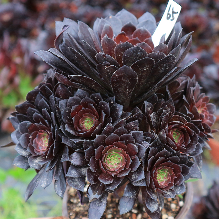 红铜黑铜壶法师玫瑰手捧花多头群生老桩多肉植物新手绿植盆栽黑铜壶58