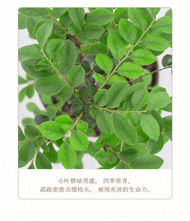 小葉紫檀盆景樹苗花卉盆栽辦公室植物黑骨茶樹樁四季常青耐寒綠植