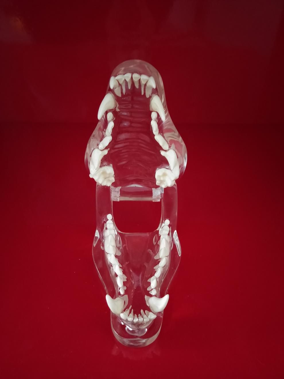 透明猫牙狗牙猫头颅兔头颅犬牙模型兽医学动物展示讲解高质量模型