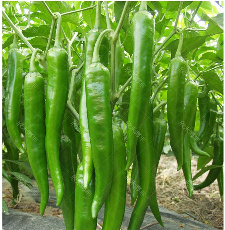 中梦杭椒种籽春季早熟杭椒一号种子伟辣四季阳台盆栽辣椒不辣蔬菜种孑