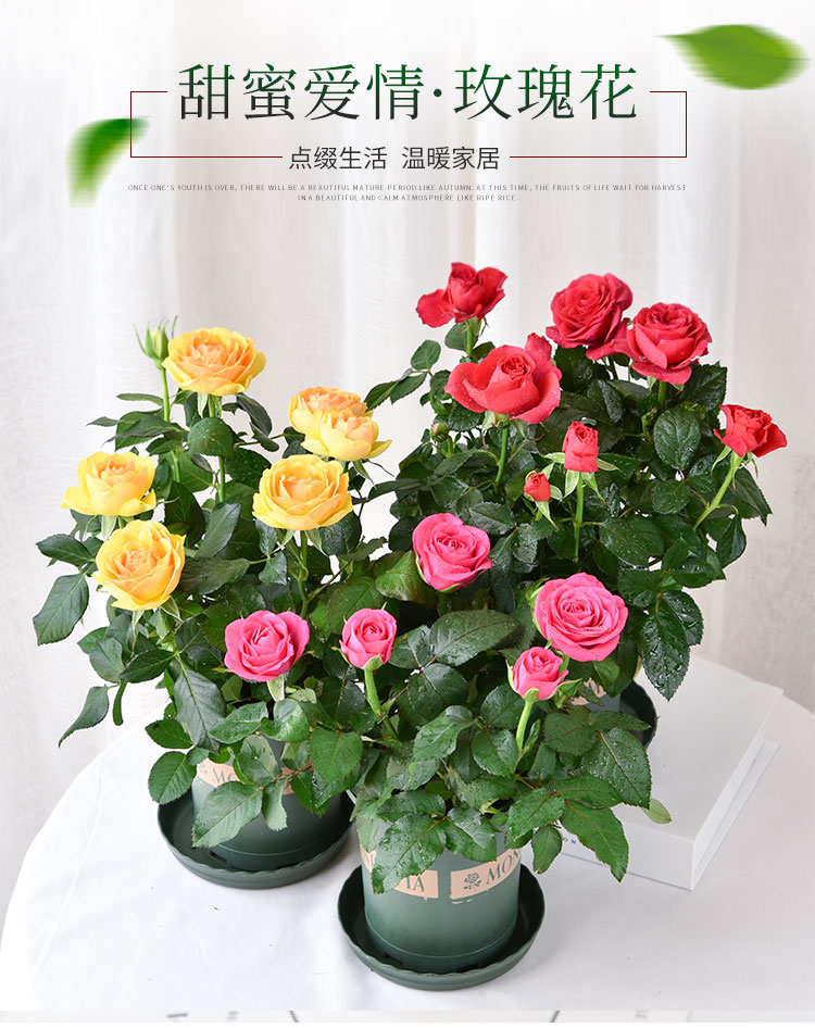 玫瑰四季开花带盆栽好观花植物室内阳台庭院花卉绿植一代佳人8棵带