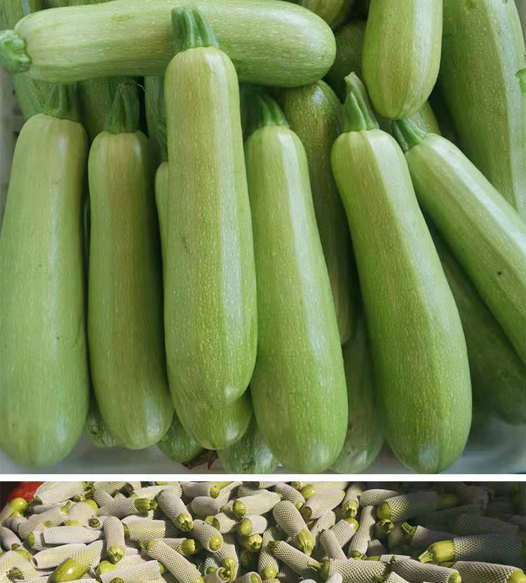 48小时发货三月瓜茭瓜新鲜西葫芦嫩蔬菜小瓜批发应季天然孕妇宝宝放心