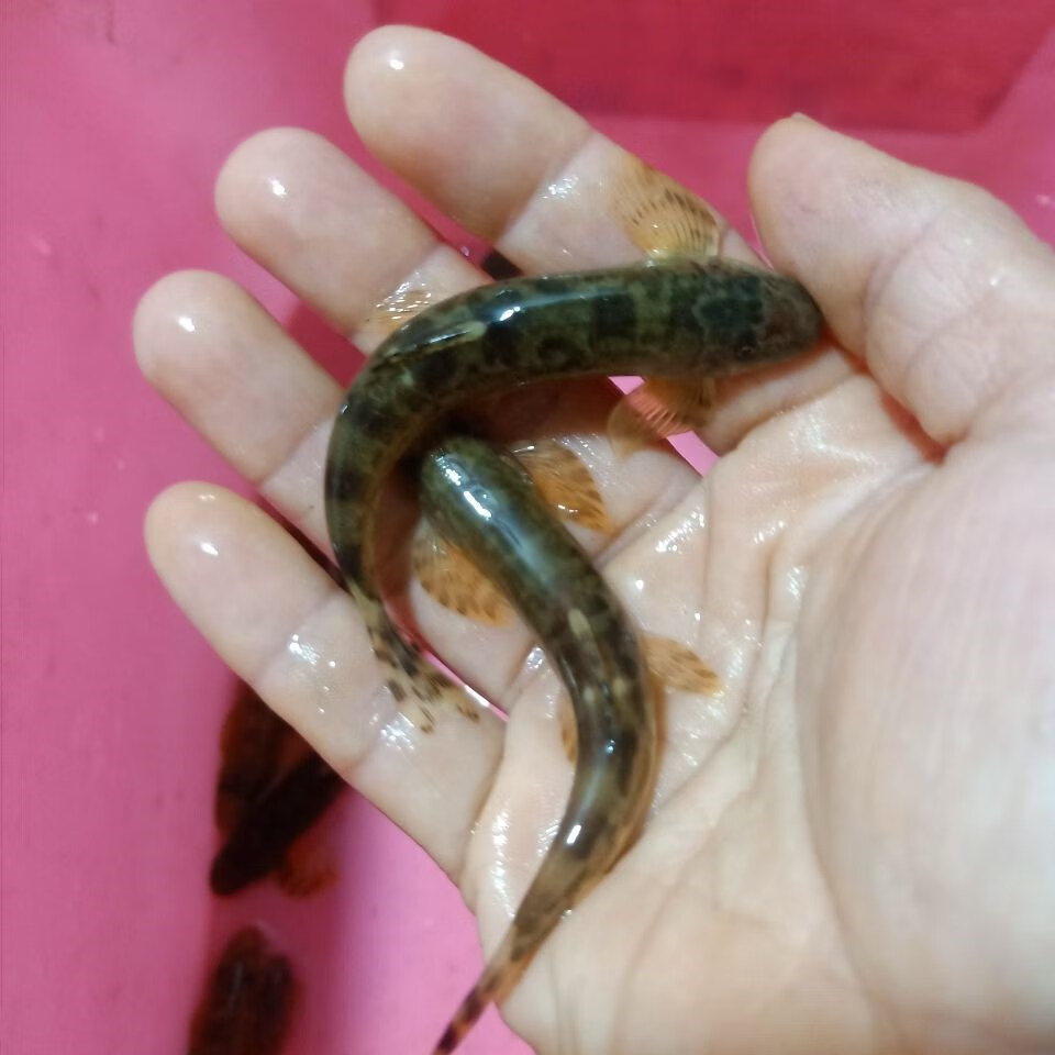 观赏樱口鳅 原生鱼工具鱼 清理馋渣底层鱼冷水鱼 樱4--6公分 5条