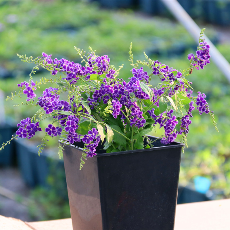 蕾絲金露花盆栽假連翹花苗多年生木本花卉盆栽巧克力紫金露植物小苗10