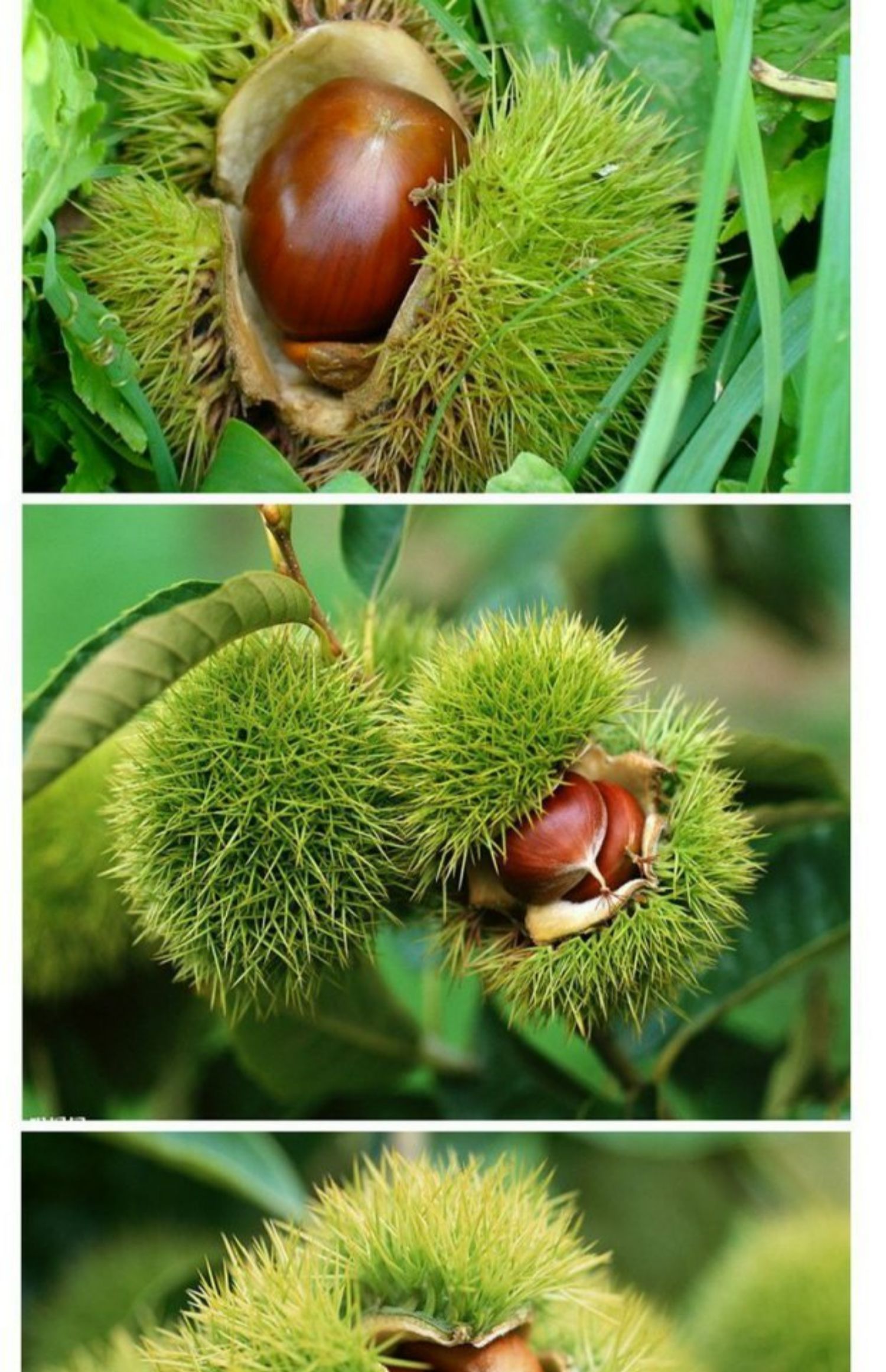 嫁接板栗苗果树苗大红袍板栗树苗庭院盆栽南方北方种植 当年结果 八月